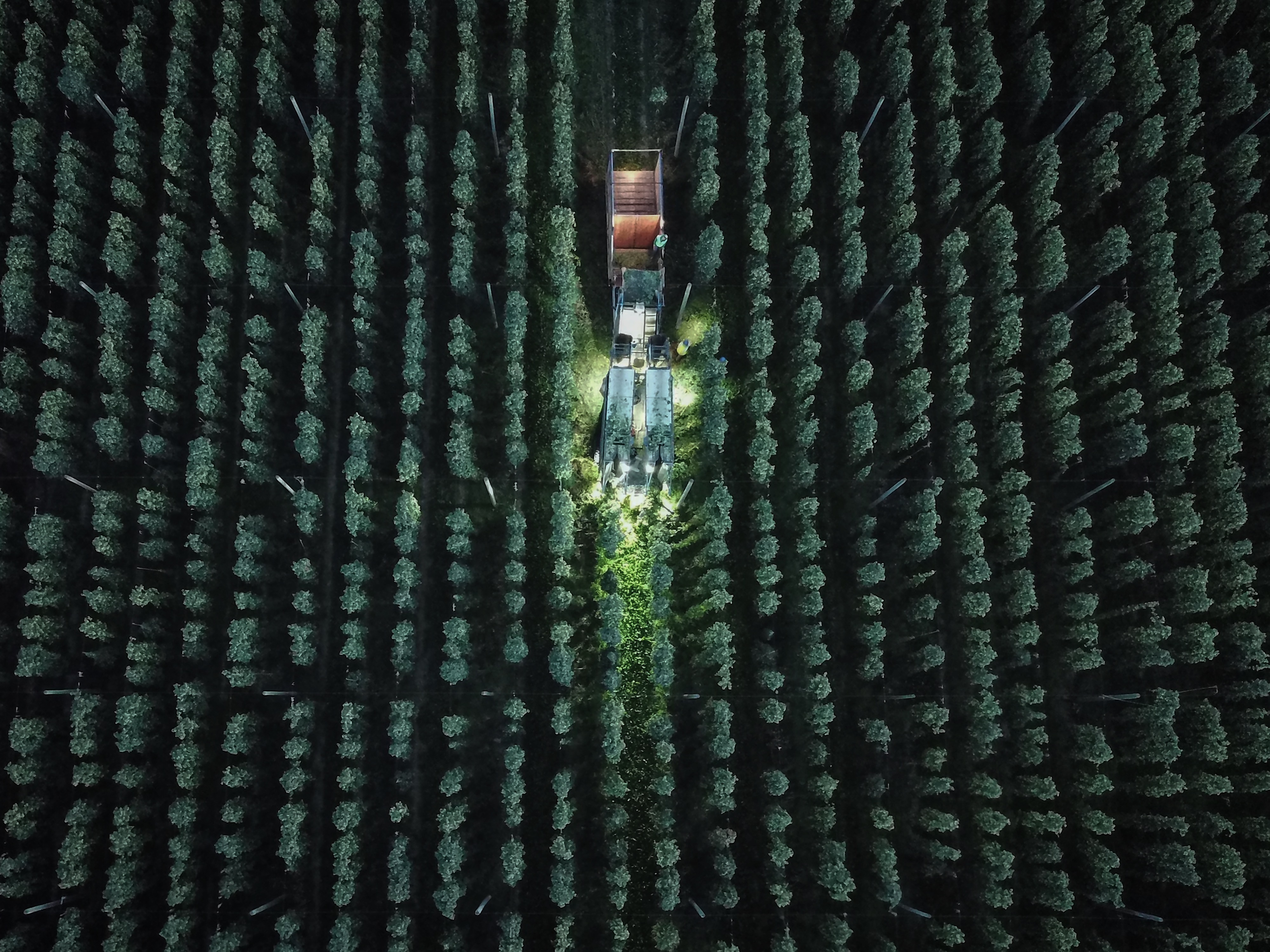 A farming machine harvesting hops