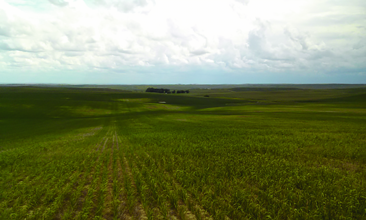 A field infected with wheat streak mosaic virus (WSMV) showing characteristic patchy patterns.