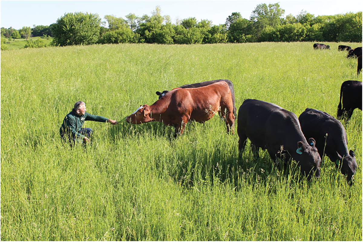 Carefully integrating grazing livestock on cropland is one aspect of regenerative agriculture. Photo courtesy of Thousand Hills Lifetime Grazed.