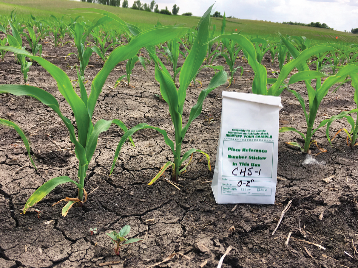 Soil sampling corn at the V4 growth stage. Photo courtesy of Robert Miller.