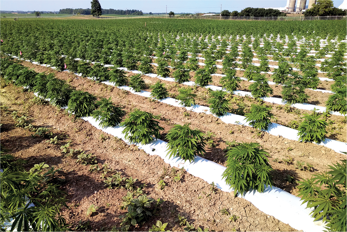 Outdoor cannabis operation in Ontario.