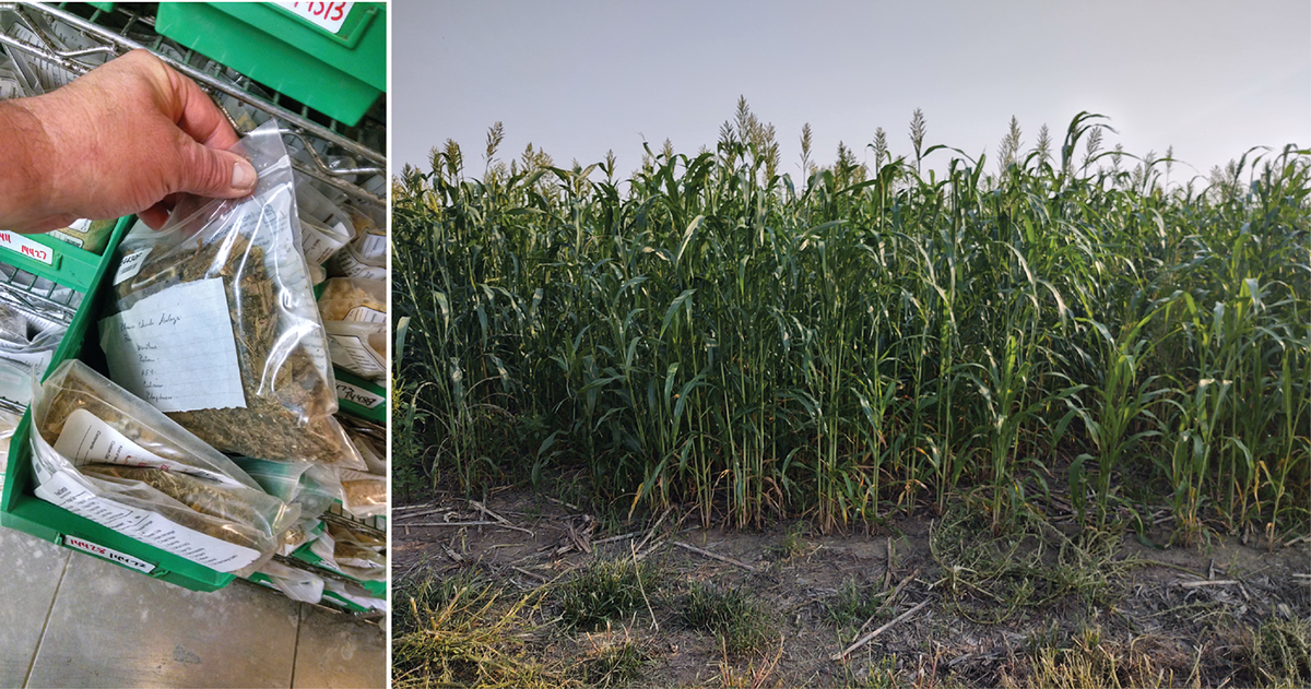 Bagged forage sample (left) and mature forage sorghum (right). Photos courtesy of Fred Vocasek.