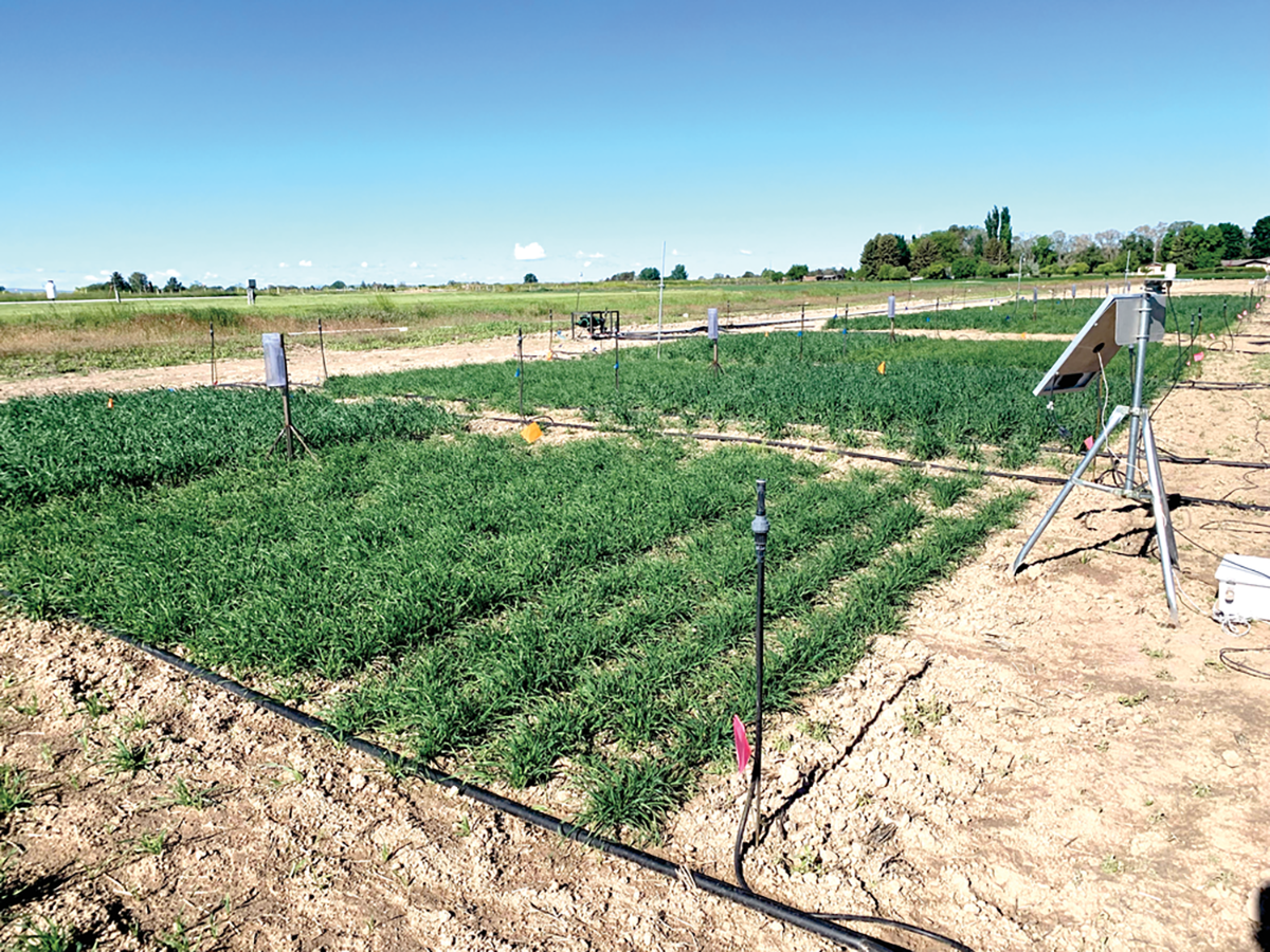 Small-plot barley irrigation research rate trial at the USDA-ARS Northwest Irrigation and Soil Research Laboratory Kimberly, ID. Photo by Dr. Christopher W. Rogers.