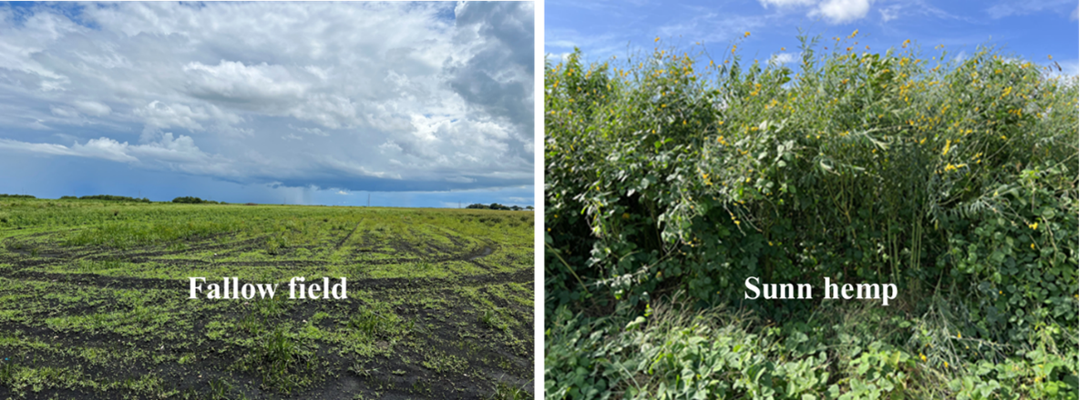 Figure 5. Fallow field and sunn hemp as cover cropsÂ for conserving organic soil within the EAA. Photos courtesy of Noel Manirakiza and Jehangir H. Bhadha, UF/IFAS.