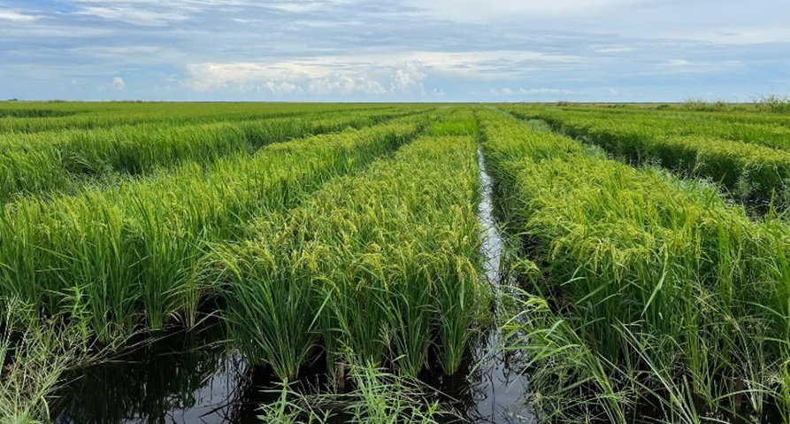 FigureÂ 8.Â Rotating flooded rice during the sugarcane summer fallow period. Photo courtesy ofÂ Noel Manirakiza, UF/IFAS.