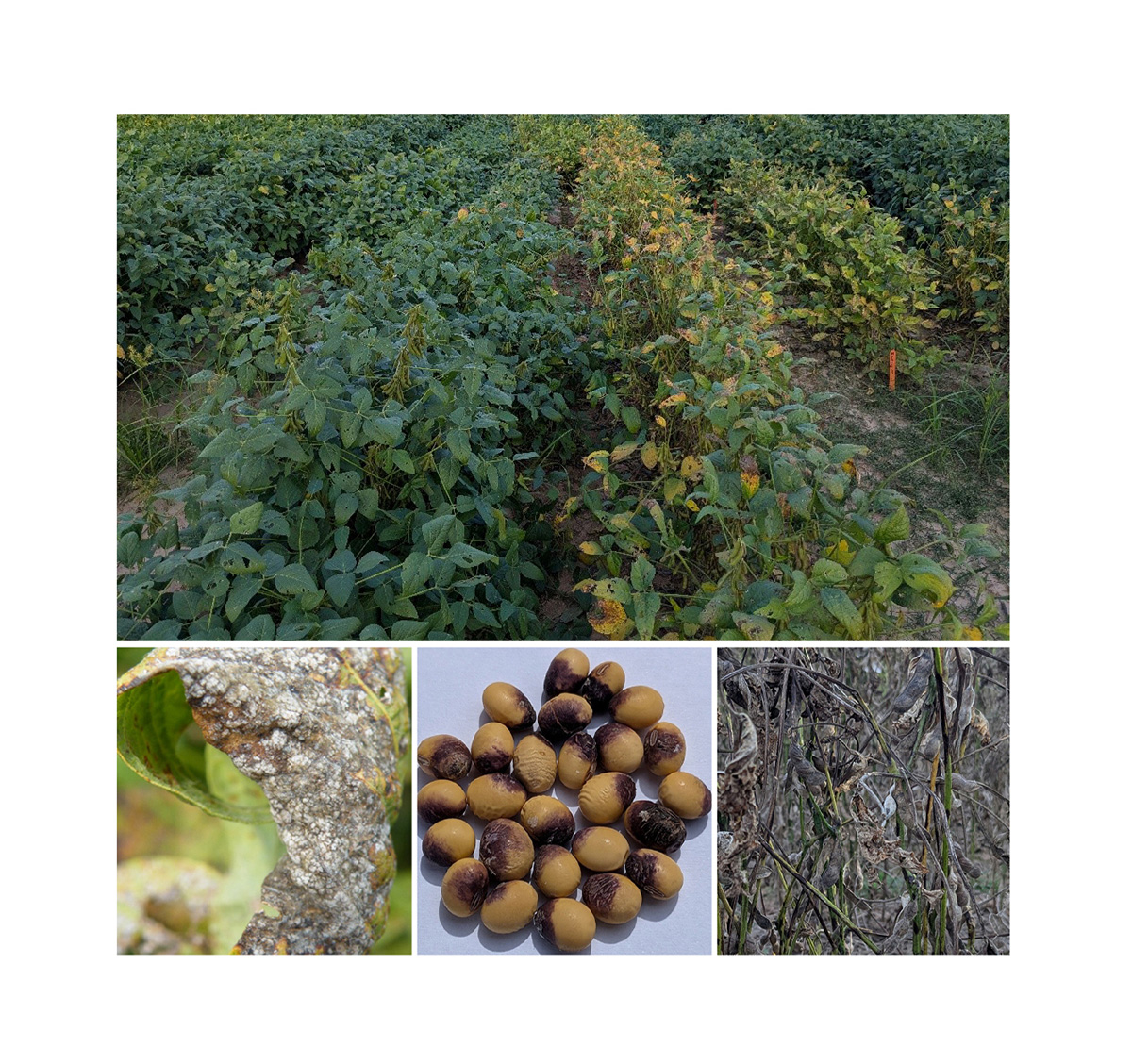 This photo shows differences in the incidence and severity of Cercospora leaf blight (CLB) symptoms between germplasm lines (top), a soybean leaf with severe CLB symptoms (bottom left), soybean seed showing symptoms of a disease caused by the same species of CLB (bottom middle), and petioles of soybean plants exhibiting symptoms of CLB (bottom right). 