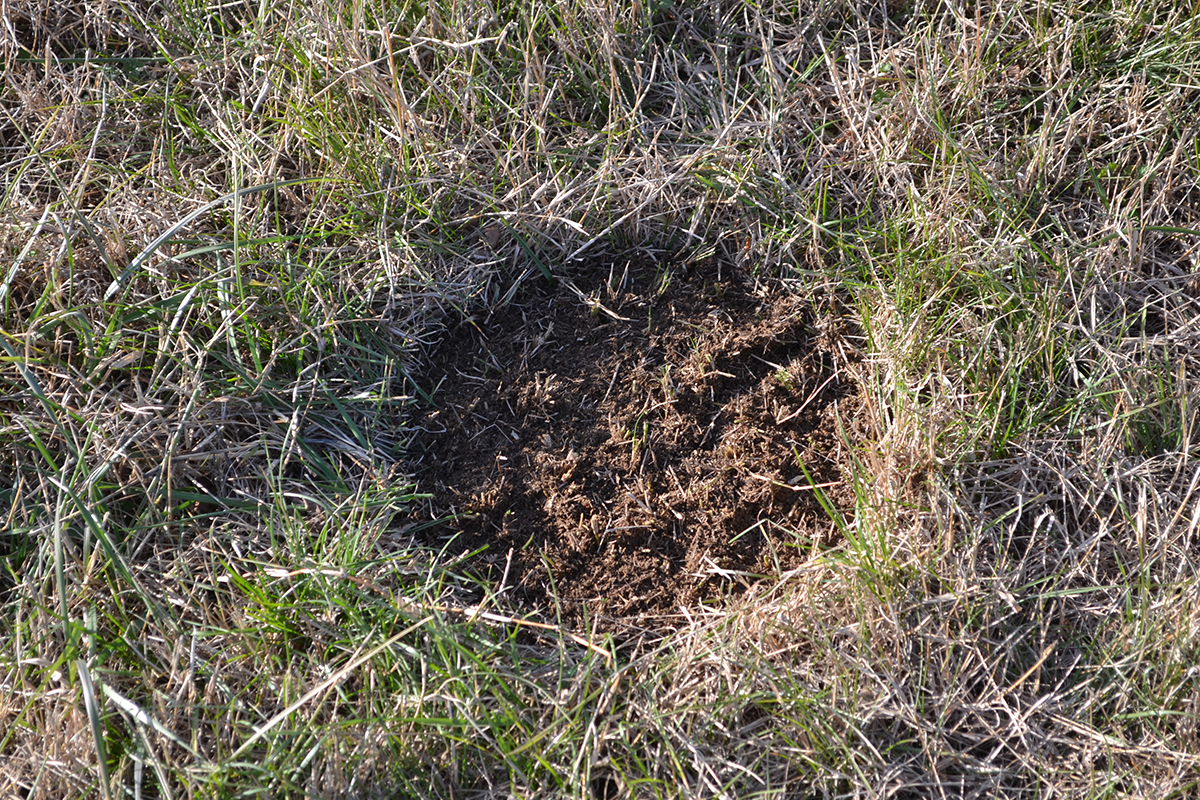 Soil carbon calculations. 