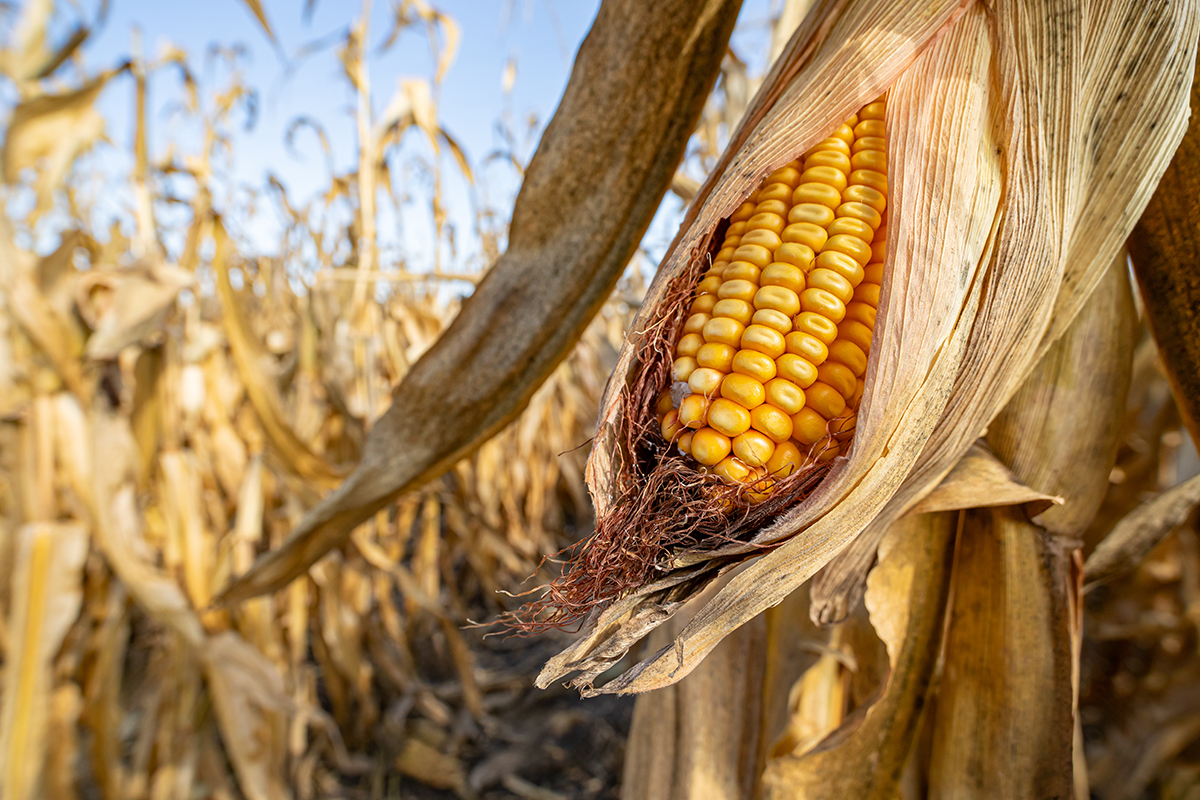 Photo courtesy of Adobe Stock/JJ Gouin.