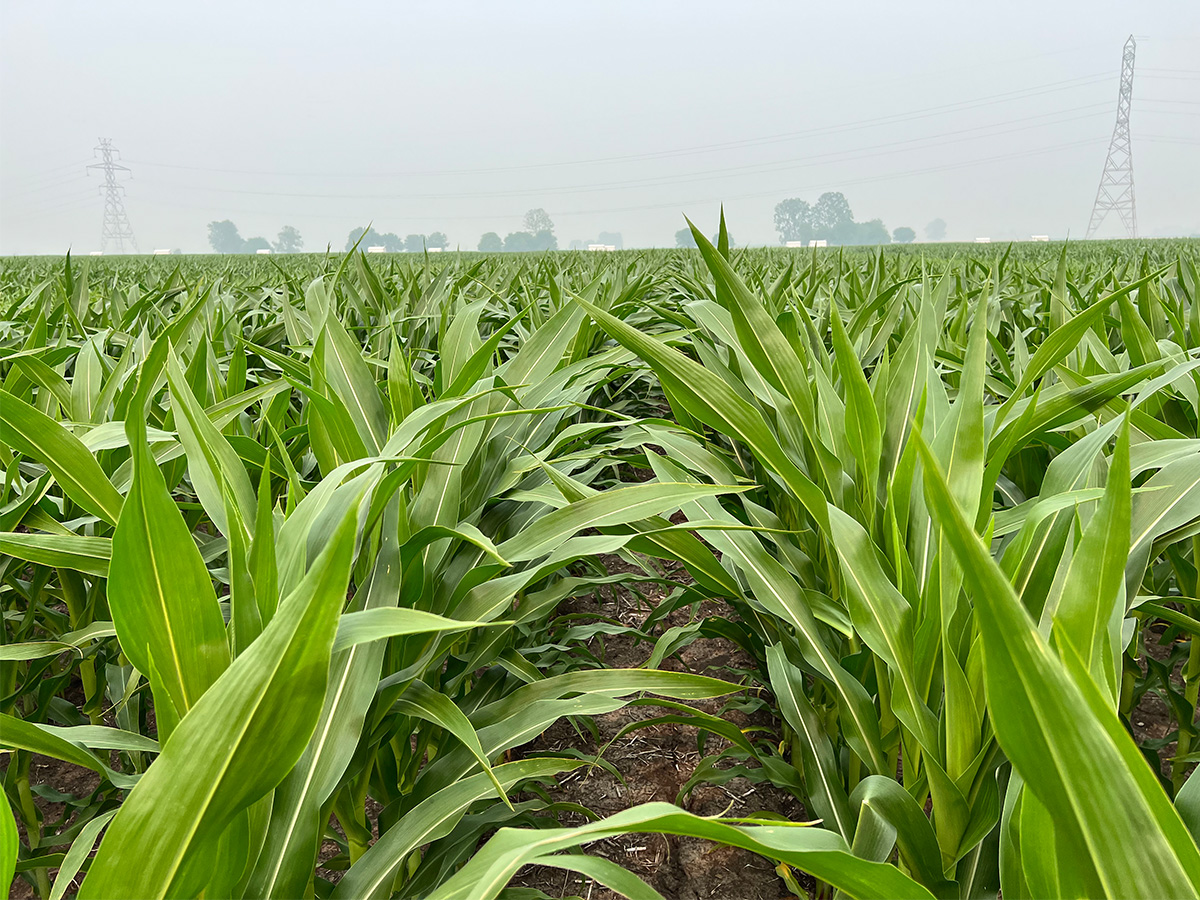 Wildfire smoke is becoming a regular feature of Prairie growing seasons, but what does that mean for crops? Turns out that the answer is more complicated than you might think. Photo by Dan Quinn.