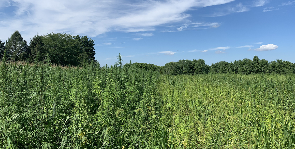 Fiber hemp is shown on the left and grain hemp on the right during the growing season in the field.