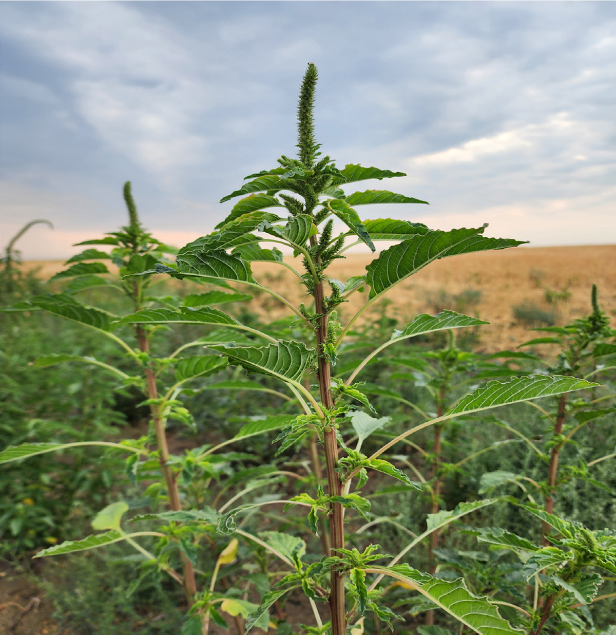 The 2022 discovery of Palmer amaranth in Idaho and its subsequent spread has prompted Pacific Northwest weed experts to recommend growers take an integrated management approach. It includes scouting fields after herbicide applications, layering or overlapping residual herbicides, rotating effective sites of action and rotating crops. Photo courtesy University of Idaho.