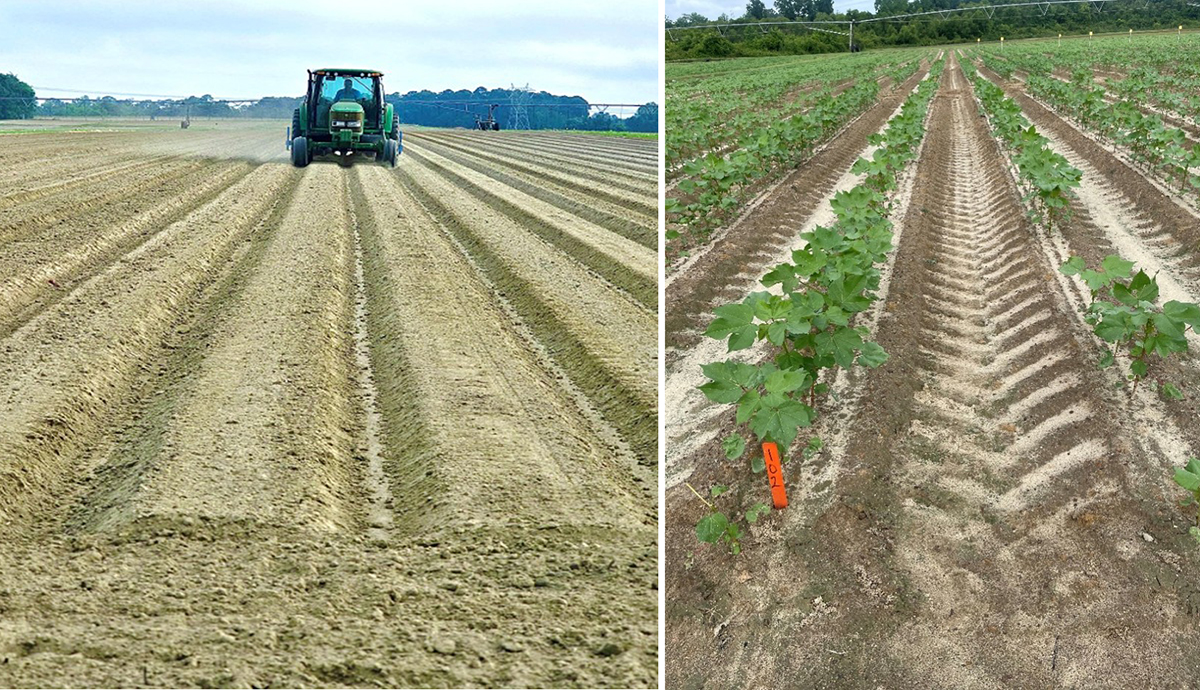 Tractor planting cotton seeds (left) and resulting cotton rows in the field (right), showing some gaps with poor stand establishment. Photos by C.O. Adegbenro.