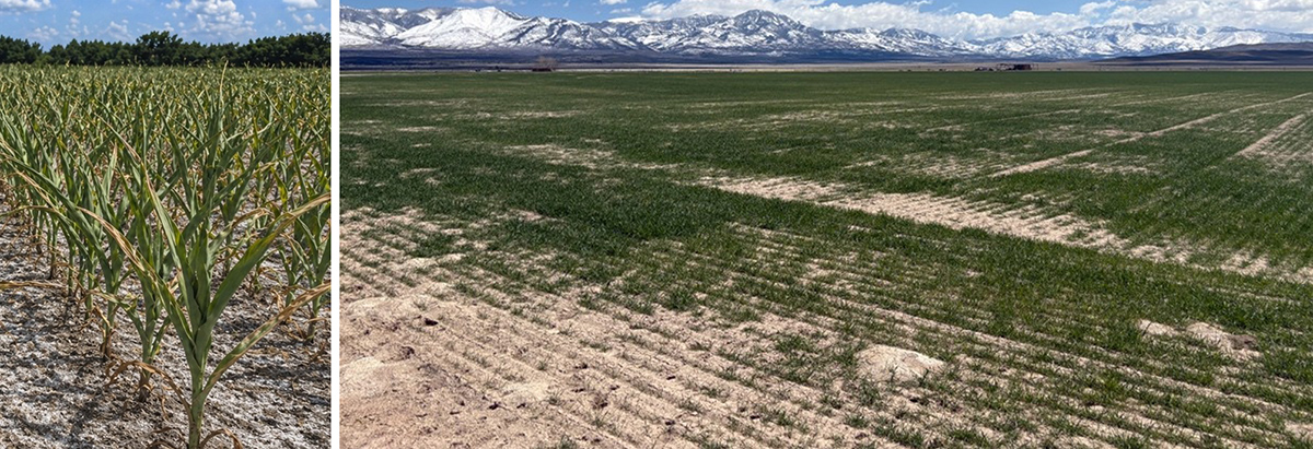 Corn (left) and wheat (right) growing in saline soils which are resulting in moisture stress due to the salts. Photos by Bryan Hopkins (corn) and Megan Baker (wheat).