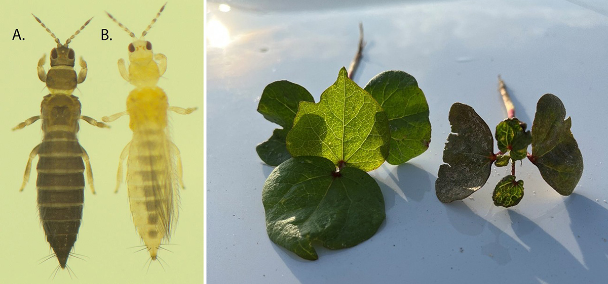 Left: Tobacco thrips (A) and western flower thrips (B) (Photo courtesy of Huseth et al., 2019). Right: Young cotton with and without thrips protection in the early season. Photo by Joshua Lee.