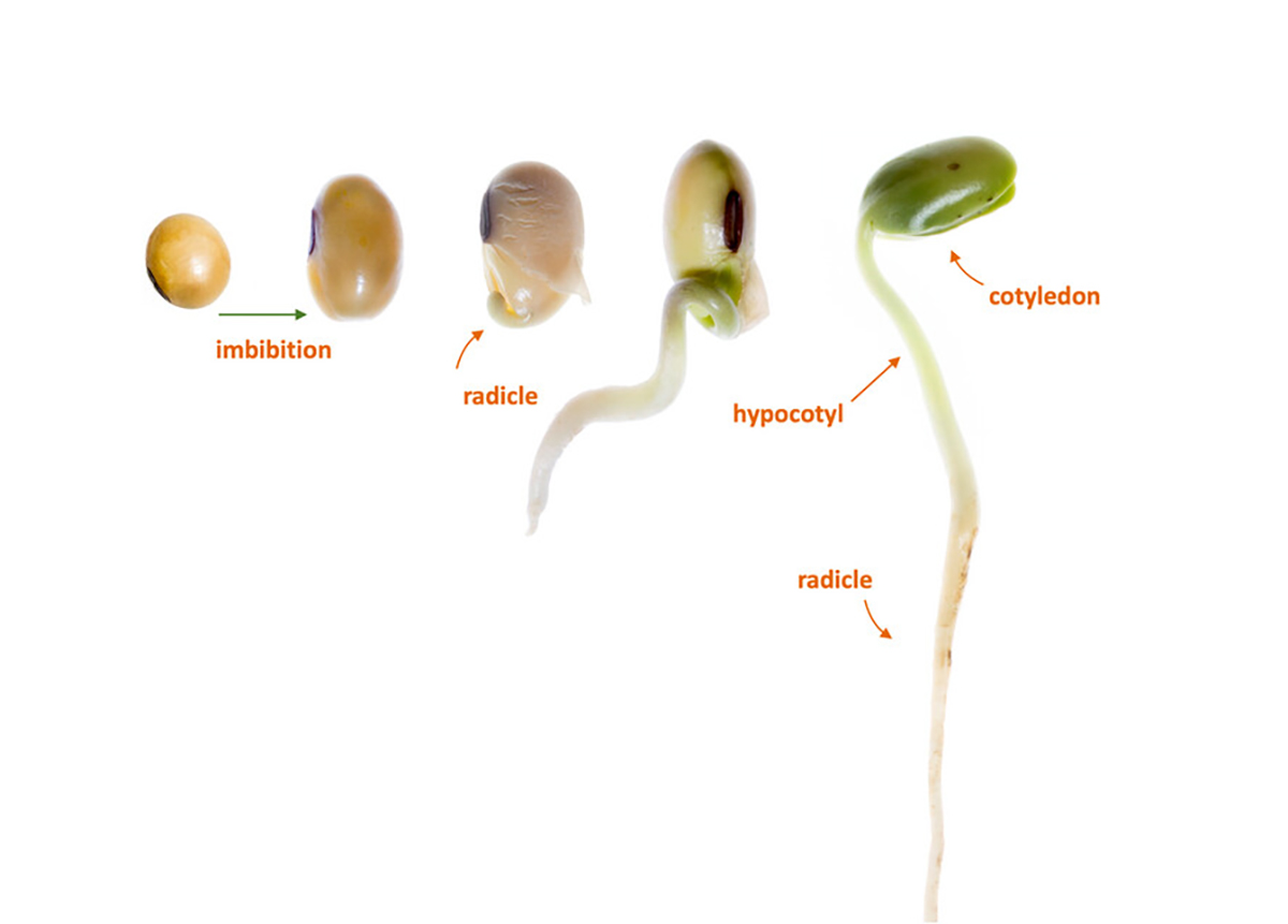 Soybean seed germinates after absorbing (imbibing) ∼50% of its weight in water. The radicle (root) develops first, followed by the hypocotyl. The hypocotyl pushes the cotyledons above the soil surface (picture from Broeske et al., 2017).