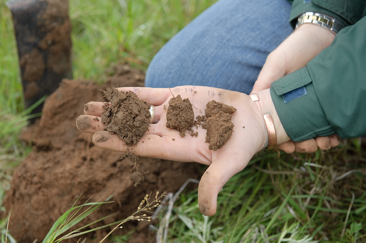 Photo courtesy of Wikimedia Commons/USDA NRCS Texas. CC BY 2.0. 