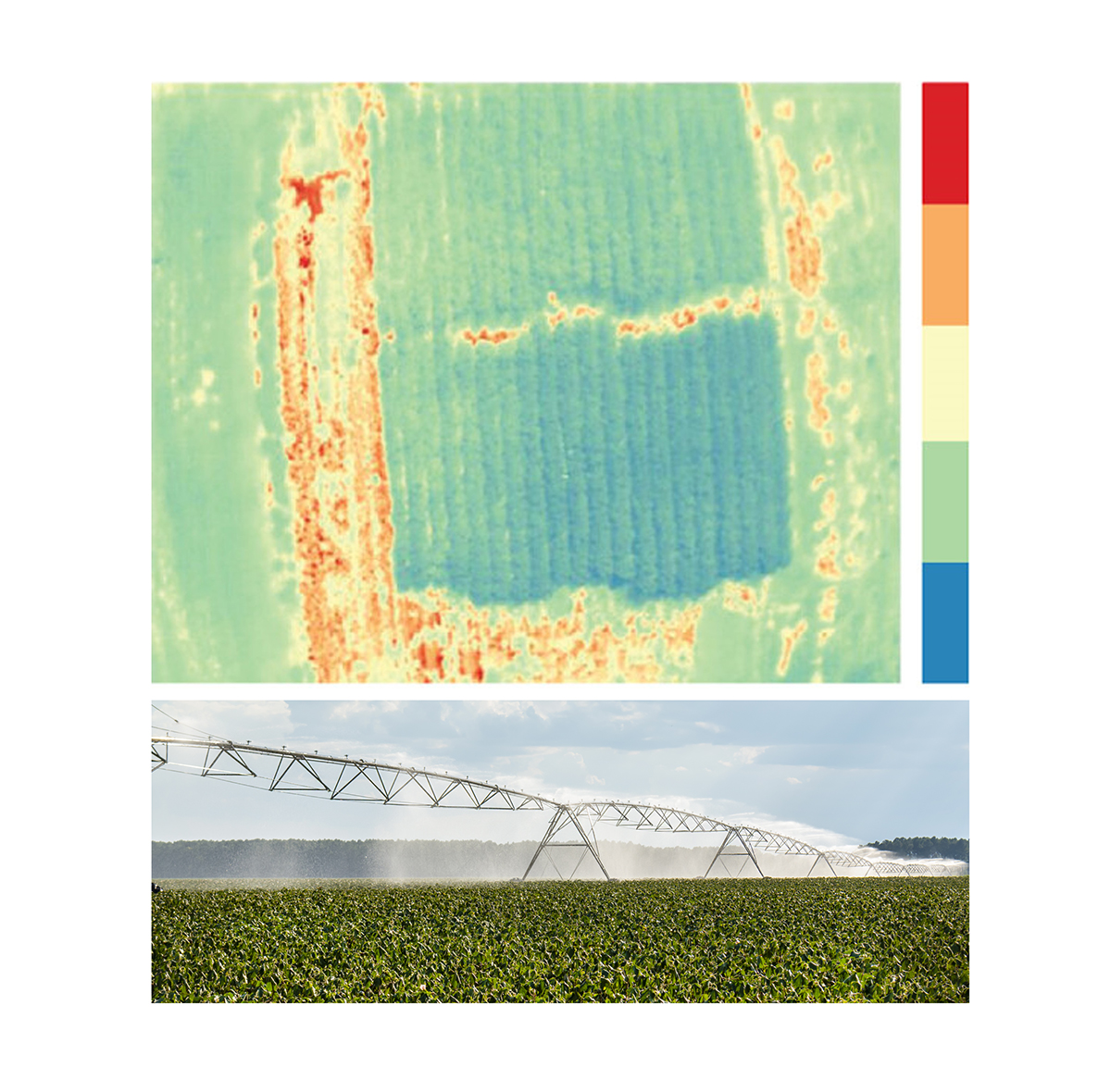 Top: Drone map of a cotton field. Source: Chang et al. (2020): https://doi.org/10.1155/2020/8899325. CC BY 4.0: https://creativecommons.org/licenses/by/4.0/. Bottom: The value comes when you connect maps like the one above to irrigation scheduling, variable-rate irrigation, and in-season input decisions. Photo of irrigated cotton field courtesy of Wikimedia Commons/Alabama Extension. CC0 1.0: https://creativecommons.org/publicdomain/zero/1.0/deed.en.