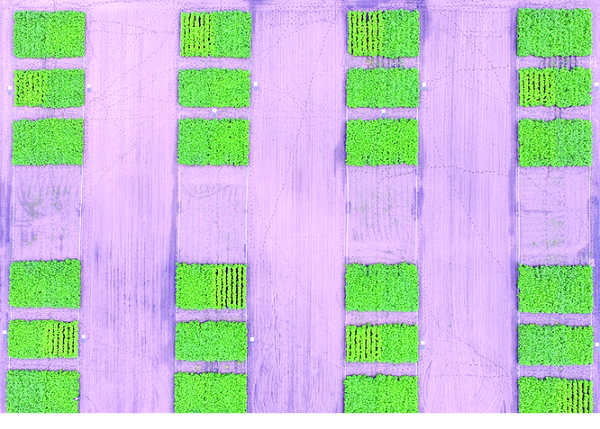 Aerial image of the study plots showing visible differences in crop N status resulting from imposed N treatments. Photo by Tyler Nigon.