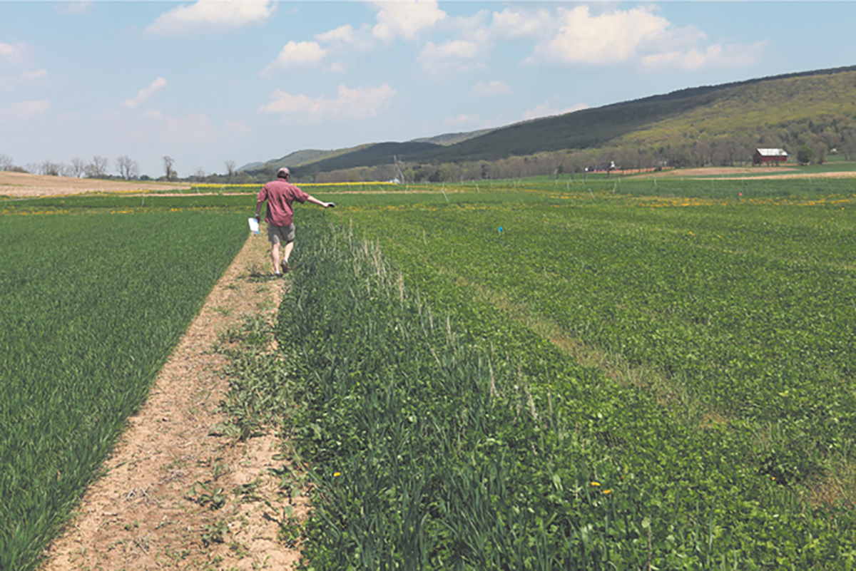 Lead author of the study Charlie White walks a handheld NDVI sensor across a cover-cropped field to estimate cover crop biomass N content in the spring. Photo by Natalie Lounsbury.