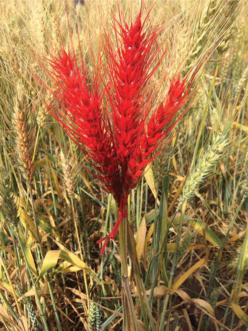 A visually selected plant from a spring wheat pre-breeding population at CIMMYT's experimental station in Ciudad Obregón, Sonoram Mexico.