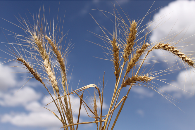Wheat spikes affected by stem rust (left) compared with relatively healthy spikes (right). Photo by Petr Kosina/CIMMYT.