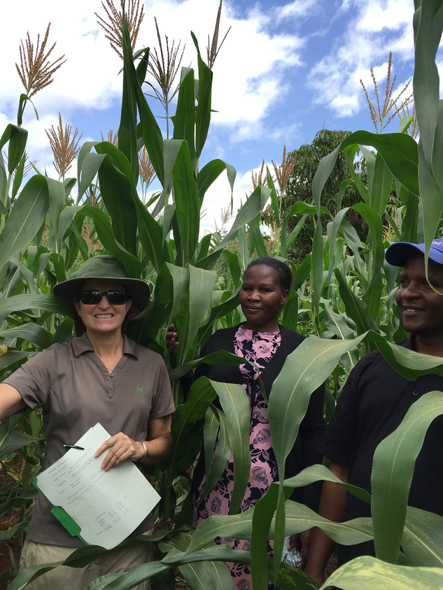 Sarah Collinson of Corteva Agriscience (left) evaluating pollination in Kenya with Kenya Agriculture Research and Livestock Organization (KALRO) collaborators.