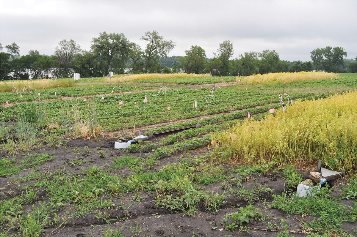 Water quality impacts were compared in fall-planted winter oilseed–soybean intercropping systems (shown here in late June) with other cover-cropped and fallow systems. Photo courtesy of Carrie Eberle.