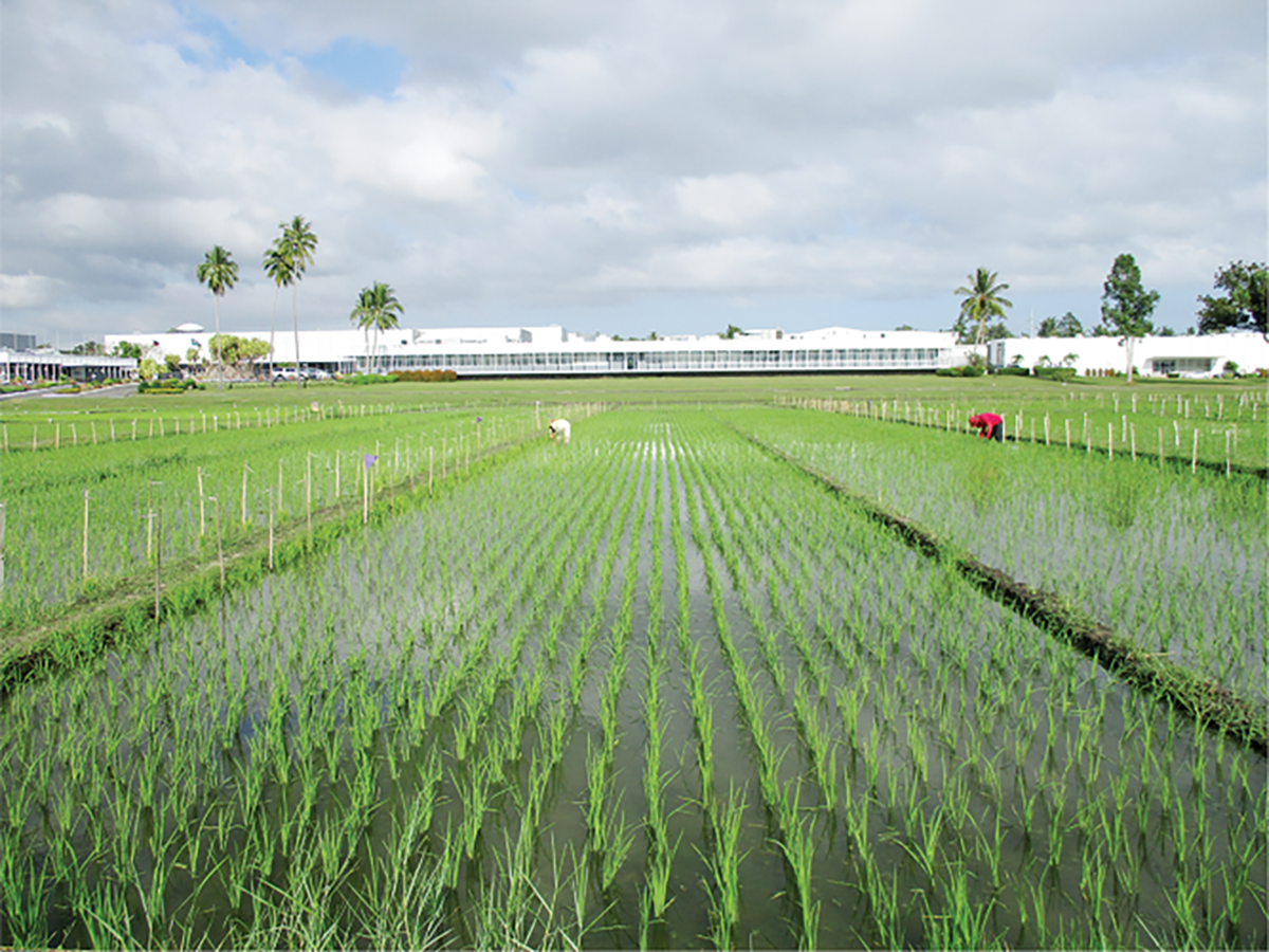 Short-duration rice breeding trial at the IRRI, Los Banos, the Philippines. Photo courtesy of Dr. Phyo L.P. Won