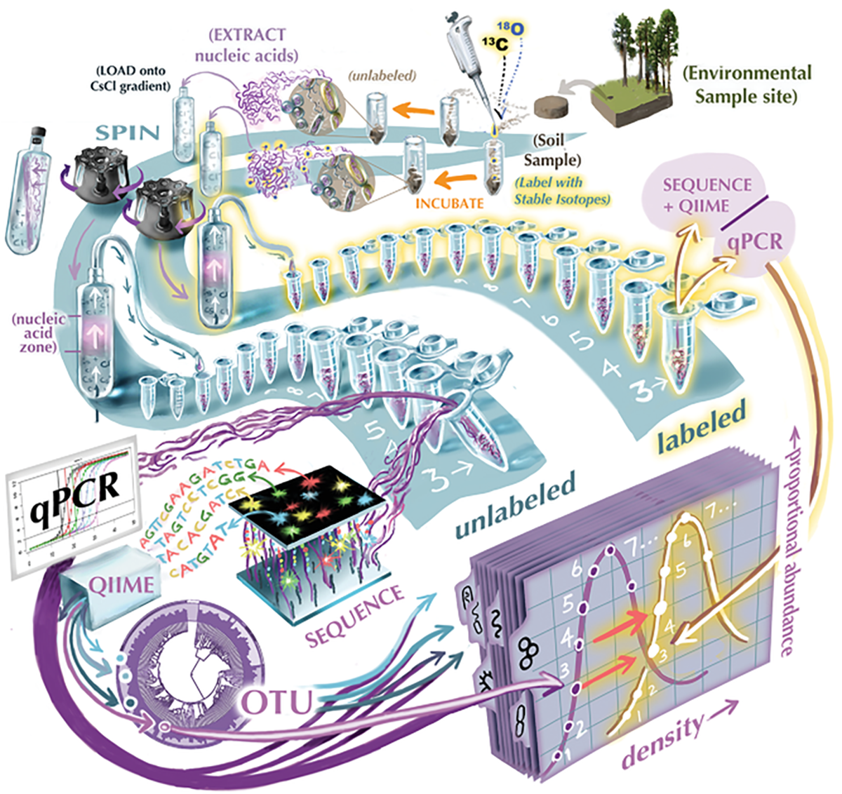 Opposite page: The qSIP method is an incredible tool for measuring the growth rates of individual bacteria taxa within a living ecosystem: namely, a sample of soil. The illustration visualizes the qSIP method. Created by Victor O. Leshyk, Center for Ecosystem Science and Society, Northern Arizona University.