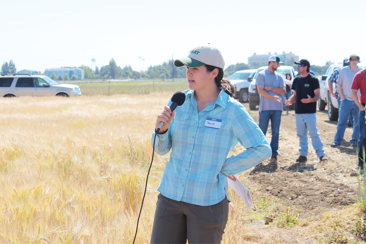 First author Taylor Nelsen presenting malting barley research at the 2018 Small Grains Field Day. Photo by Mark Lundy.