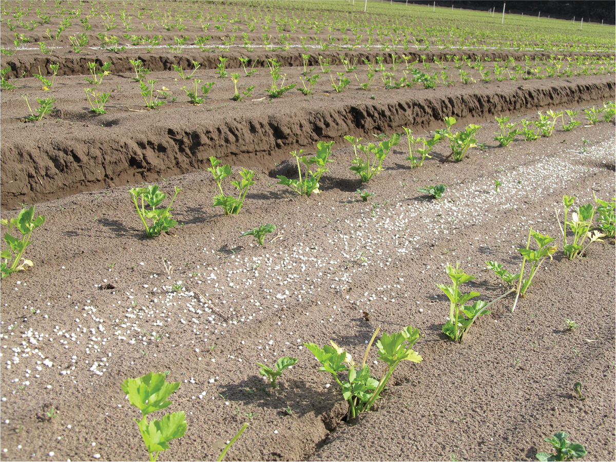 Fertilizer applied to a young celery crop, showing the disconnect between fertilizer placement and plant location. Photo by Shu Kee Lam.