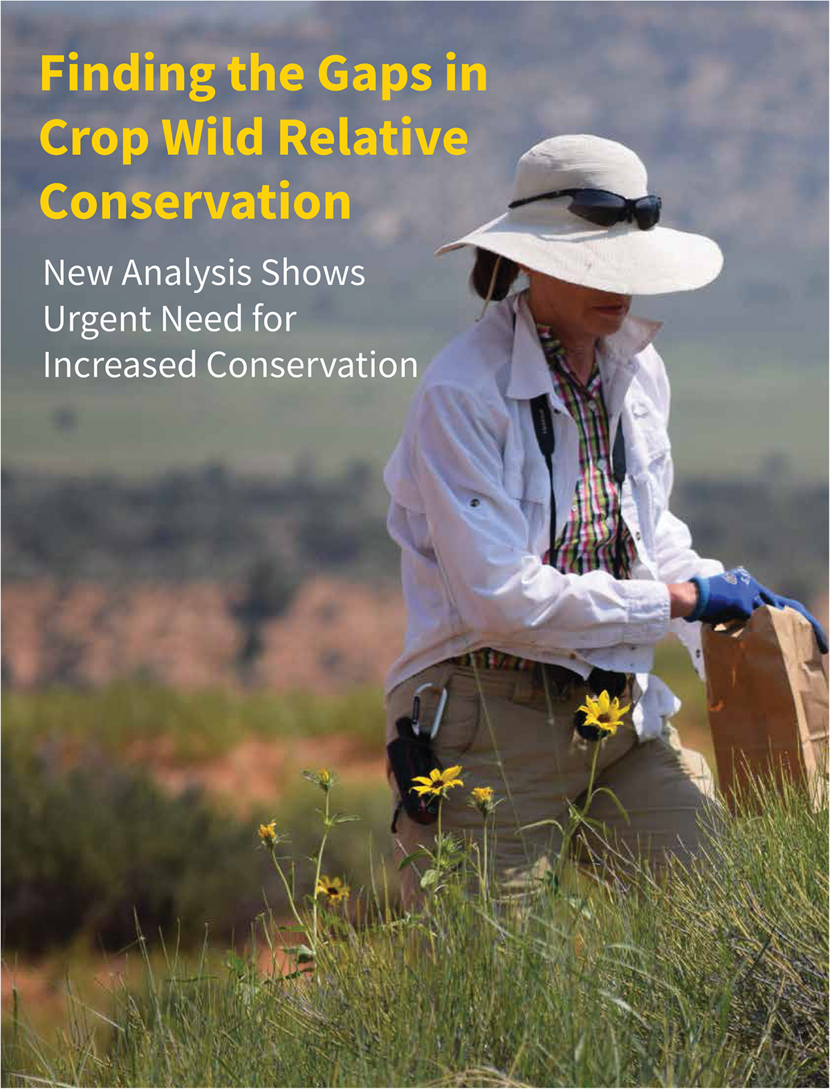 Opposite page: Laura Marek, National Plant Germplasm System (NPGS) sunflower curator, collects Helianthus anomalous, a sunflower crop wild relative, on a roadside in the Grand Staircase Escalante National Monument in Utah. Photo by N. Harvey.
