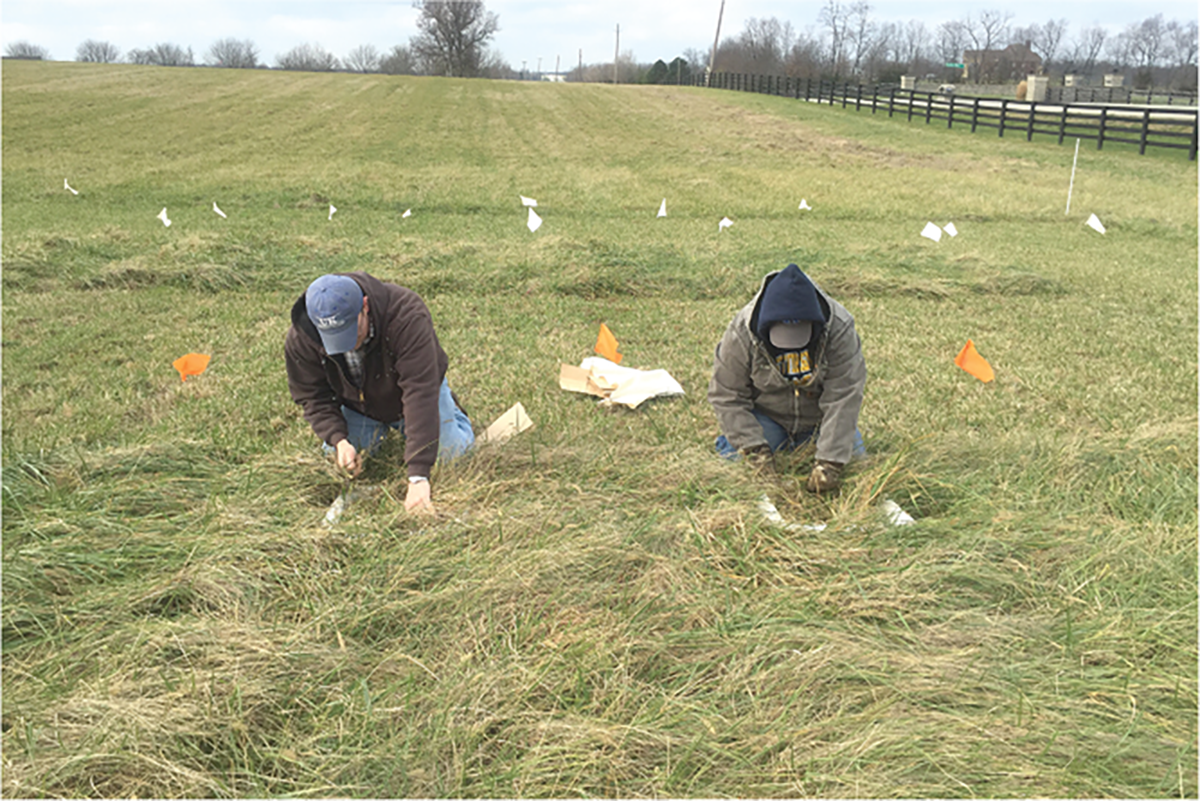 Drs. Ben Goff and Kathryn Payne harvesting stockpiled tall fescue small plots in December. Photo by Laura Harris.