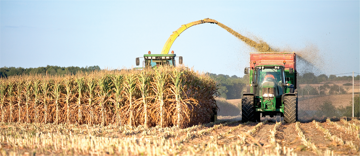 Hilbeck et al. (2013) found similar rates of yield gain in maize for the period of 1995–2012 in the U.S., where transgenic hybrids were dominant; in Germany, Austria, and Switzerland, where transgenic hybrids were not used; and in Spain, where transgenic maize was available. Photo courtesy of Adobe Stock/Thierry RYO.