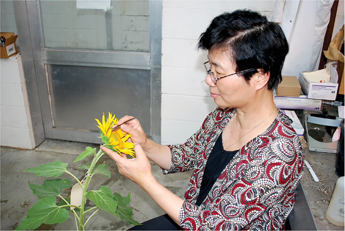 First author Lili Qi removes anthers from sunflower in order to pollinate desired pollens in the greenhouse. Photo courtesy of Lili Qi.