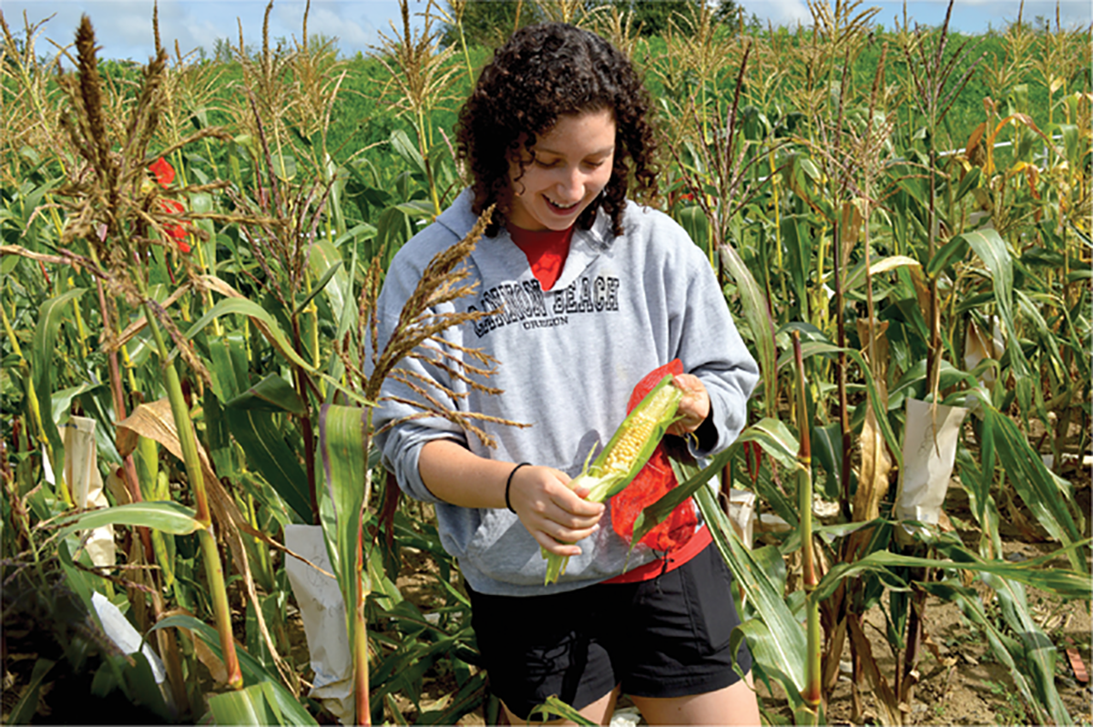 First author Jenna Hershberger harvests an ear of sweet corn for RNA extraction. Photo courtesy of Jenna Hershberger.