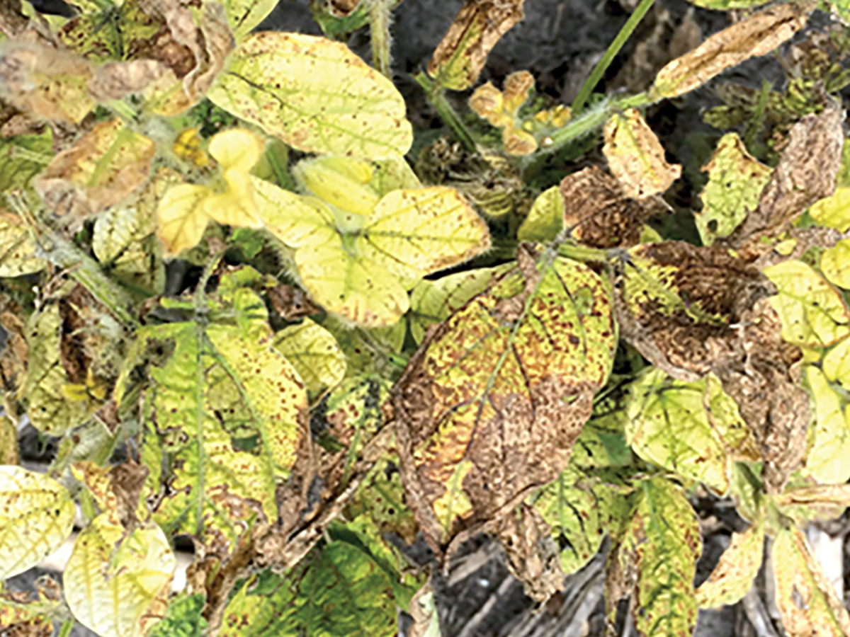A soybean plant showing severe iron deficiency symptoms. Photo by Aaron Lorenz.