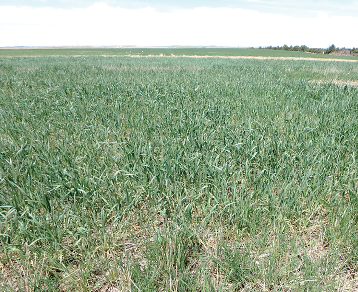 Winter rye and winter triticale cover crops in a water-limited (about 400 mm annual precipitation) experimental site near Sidney, NE (late spring 2018). Photo by Humberto Blanco.
