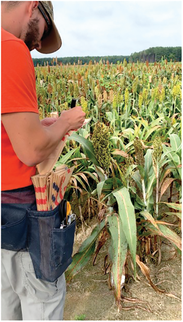 Ph.D. student A.J. Ackerman developing new hybrids and breeding populations.