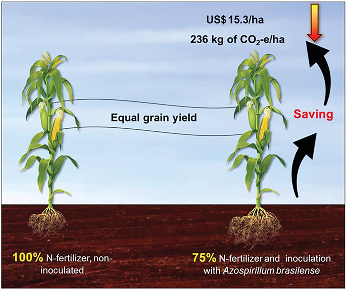 Inoculation with Azospirillum brasilense strains Ab-V5 and Ab-V6 replaces 25% of N fertilizer, providing economic and environmental benefits. Image courtesy of Mariangela Hungria.