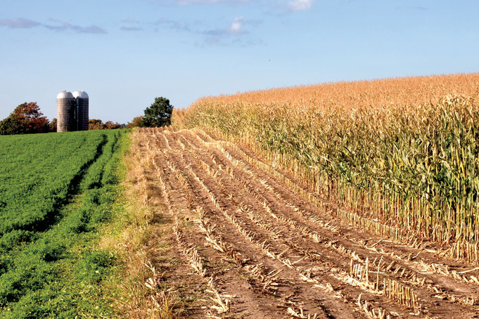 Alfalfa in rotation with annual crops aggressively scavenges nitrogen in the soil and can significantly reduce nitrate contamination of  groundwater. Photo courtesy of UNL CropWatch.