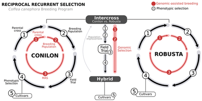 Genomic-assisted breeding can be incorporated into a traditional  reciprocal recurrent selection design to accelerate the development of climate-smart coffee cultivars. Image by Felipe Ferrão.