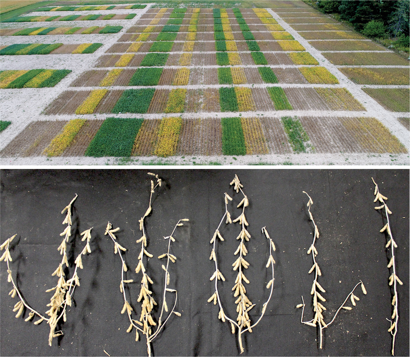 Top: drone image of a Michigan soybean field showing maturity progression based on planting date. Brown-colored strips represent early-season planting while yellow- and green-colored strips represent mid- and late-season plantings, respectively. Bottom: Soybean plants from plots planted at 124,000 to 519,000 seeds ha-1 (l to r, in increments of 99,000 seeds). These plants show the differences in plant architecture between seeding rate treatments. Photos by Maninder Singh/MSU.