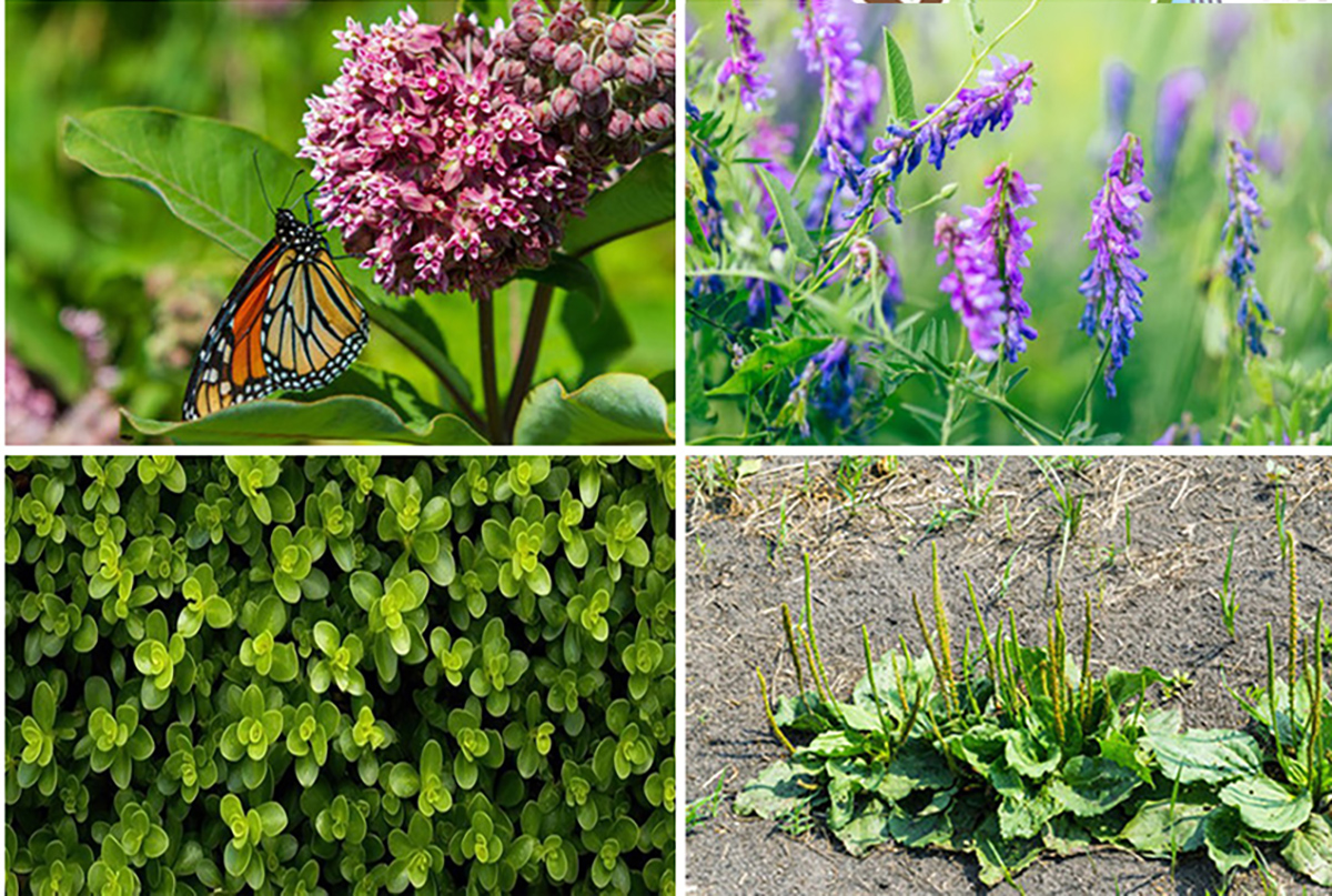 These weeds were correctly identified by students 97% of the time in a study in Natural Sciences Education. Top (l to r): milkweed and bird vetch. Bottom (l to r): common purslane and broadleaf plantain.