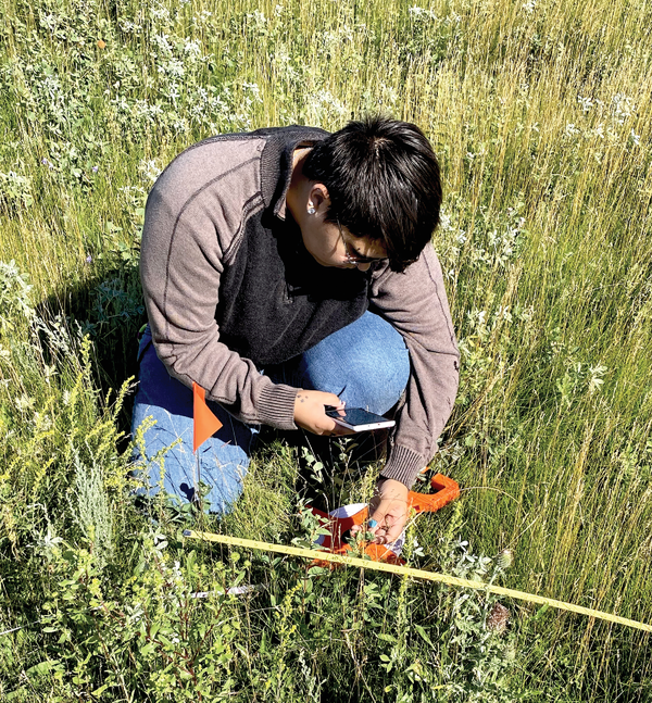 Turtle Mountain Community College student Fynn Pound, a Turtle Mountain Band of Chippewa Indians (TMBCI) citizen, identifying grassland plants. Photo by Stacie Blue.