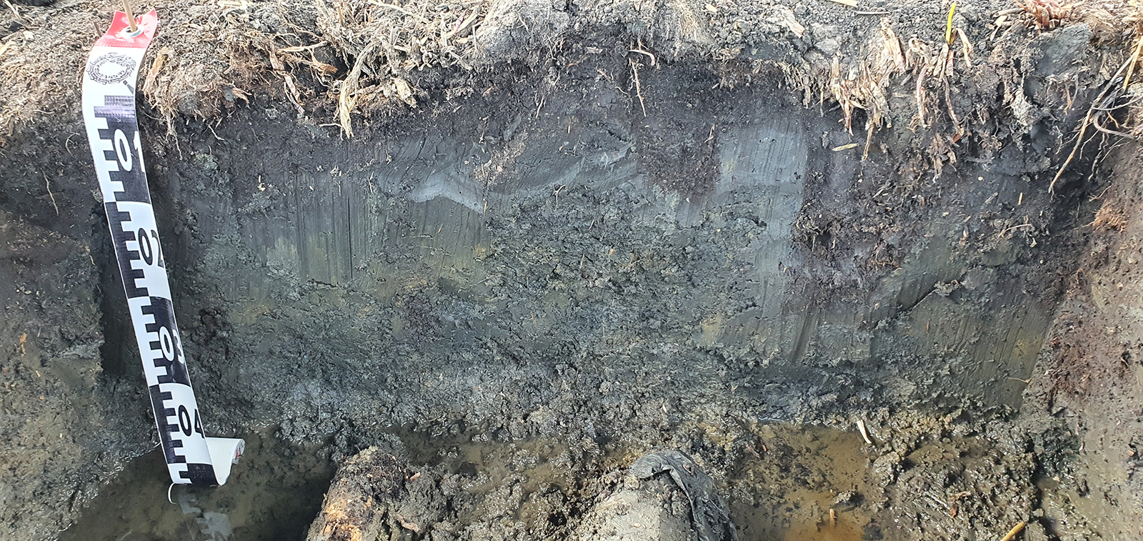 The soil profile in the wetlands