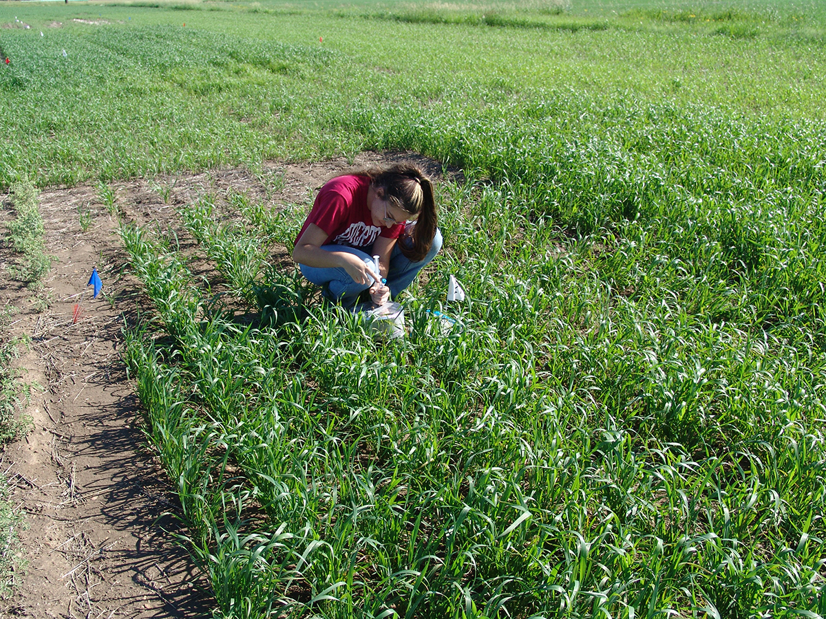 Greenhouse gas sampling under dryland spring wheat using a static chamber. Photo by Upendra Sainju. 