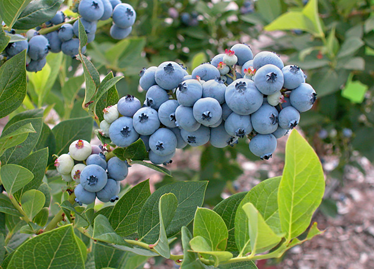 Highbush blueberries, a North American blueberry species. Photo by Mark Ehlenfeldt, USDA-ARS. 