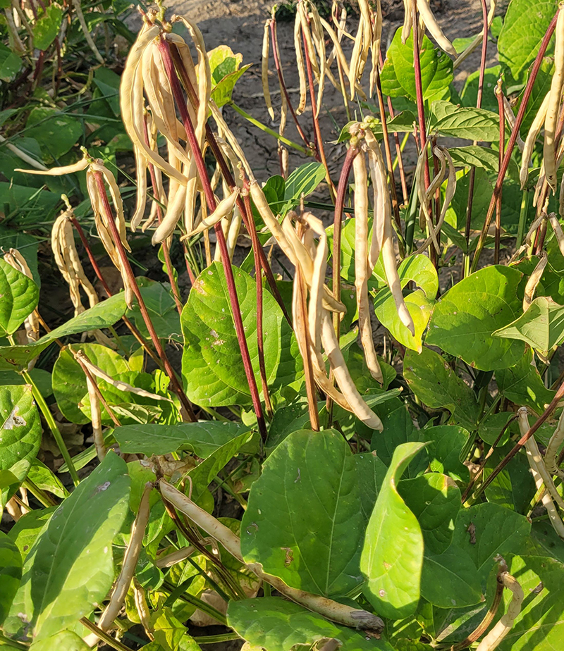 Cowpea