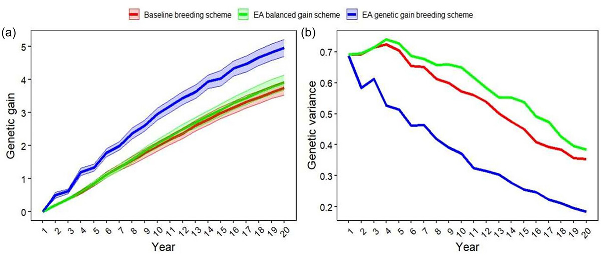 Genetic gains (a) and genetic variance (b) trends for a simulated wheat line breeding program (with 100 independent simulations). The red line represents the baseline breeding scheme, the blue line represents the evolutionary algorithm (EA) genetic gain breeding scheme, and the green line represents the EA balanced gain breeding scheme (a breeding scheme which aimed to maintain a balance between genetic gains and genetic diversity). Figure courtesy of Torsten Pook.